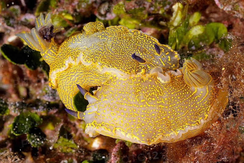 Yellow-violet star snail (Felimare Picta Hypselodoris picta)