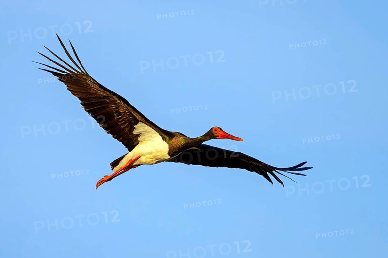 Black stork (Ciconia nigra), aerial view, blue sky, Lesvos Island, Greece