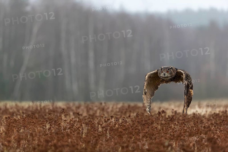 One male Eurasian Eagle Owl, Bubo bubo, flying over a meadow. Slight fog around. A forest in the background