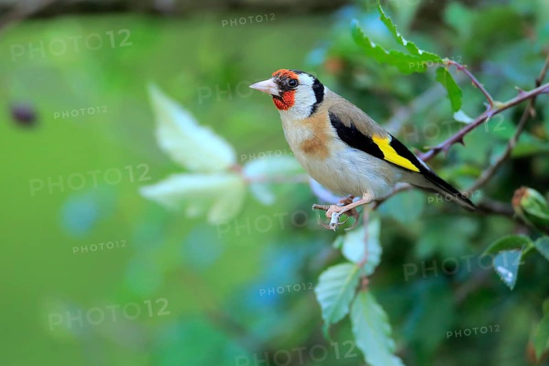 European Goldfinch (Carduelis carduelis) female perched on a branch, Andalusia, Spain