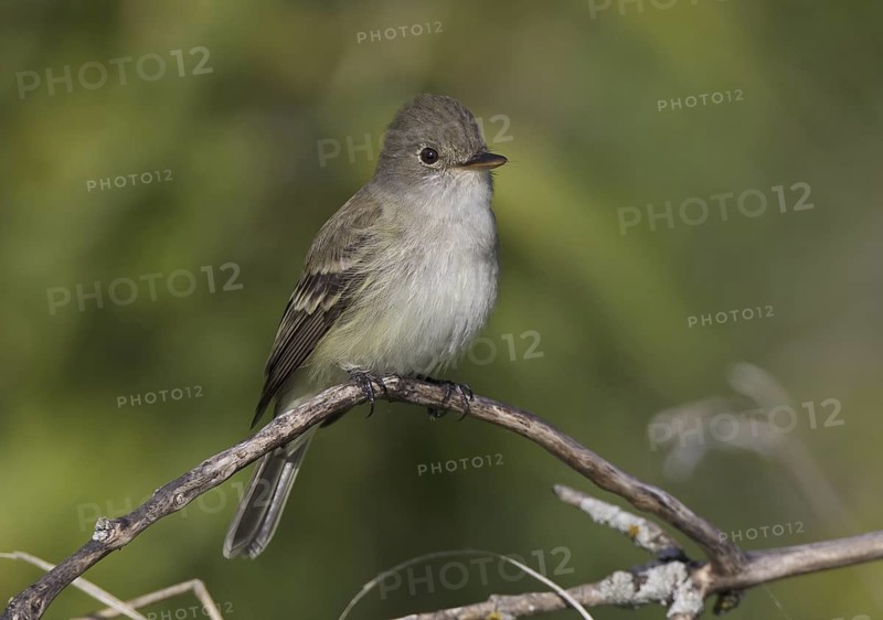 Willow Flycatcher (Empidonax traillii), North Dakota, USA