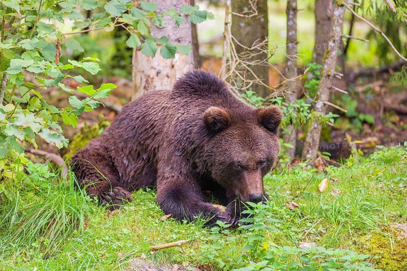 A young male brown bear (Ursus arctos arctos) lies on green grass in the forest and chews on a bone