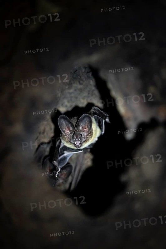 Bat in a cave in a tree trunk, in the rainforest, Corcovado National Park, Osa, Puntarena Province, Costa Rica