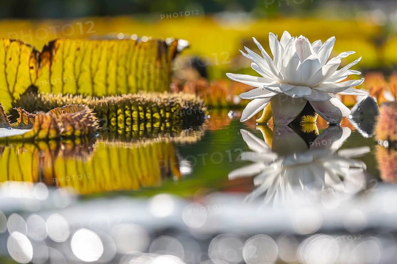 Blossom of a water lily, water lily pond in the Zoological-Botanical Garden, Stuttgart, Baden-Württemberg, Germany