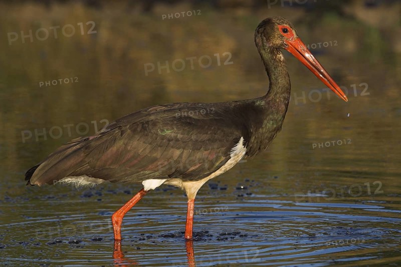 Black Stork (Ciconia nigra) foraging, Castile-La Mancha, Spain