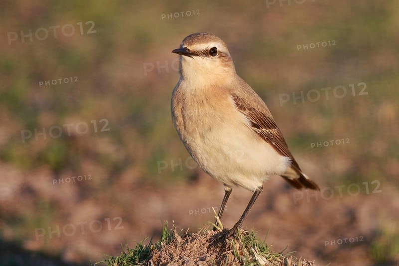 Isabelline Wheatear (Oenanthe isabellina), Greece