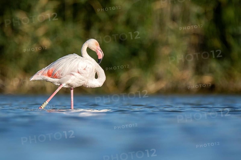 Greater Flamingo (Phoenicopterus roseus), Castile-La Mancha, Spain