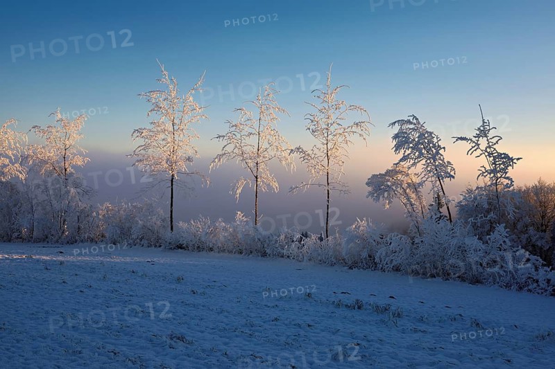 Birch trees in hoarfrost in the morning light, Brunnwil, Freiamt, Canton Aargau, Switzerland