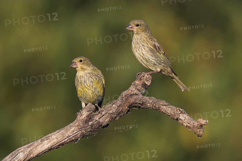 European Greenfinch (Chloris chloris), Rhineland-Palatinate, Germany