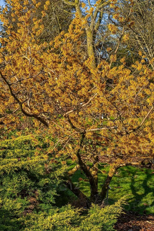 Hybrid witch hazel (Hamamelis × intermedia) cultivar Barmstedt Gold, deciduous shrub showing yellow flowers with twisted petals in late winter in park