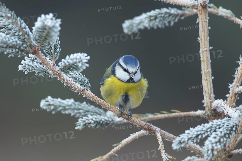 Blue tit (Cyanistes Caeruleus) adult bird on a frost covered garden Christmas tree in winter, England, United Kingdom