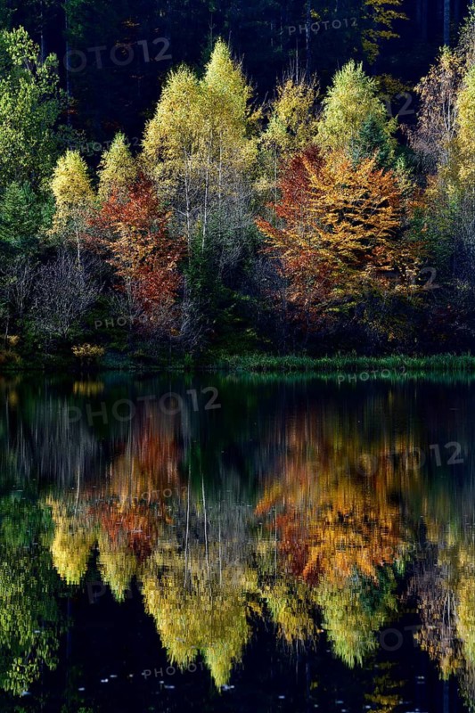 Trees reflected in the Sankenbachsee, Karsee, autumn, near Baiersbronn, Freudenstadt district, Black Forest, Baden-Württemberg, Germany