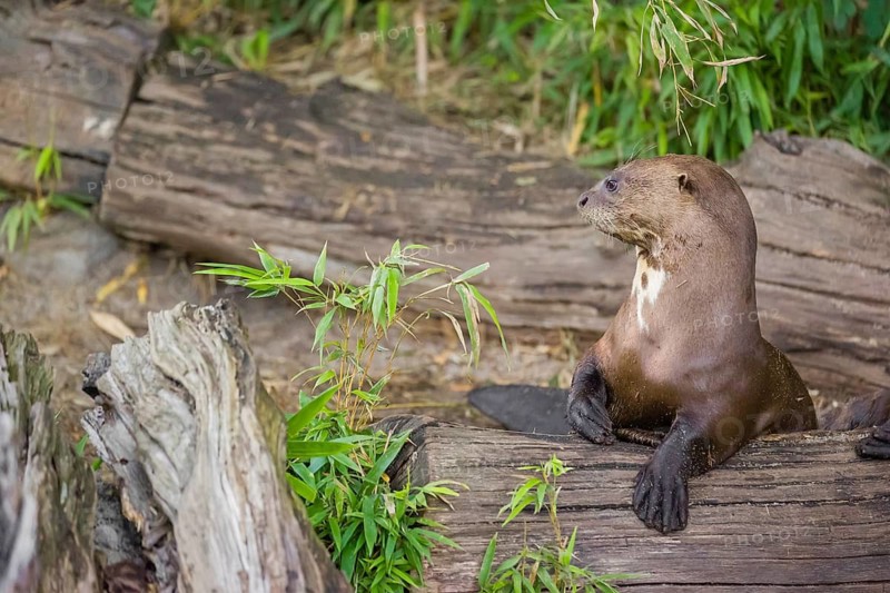 Two giant otter or giant river otter (Pteronura brasiliensis) rest on a rotten log