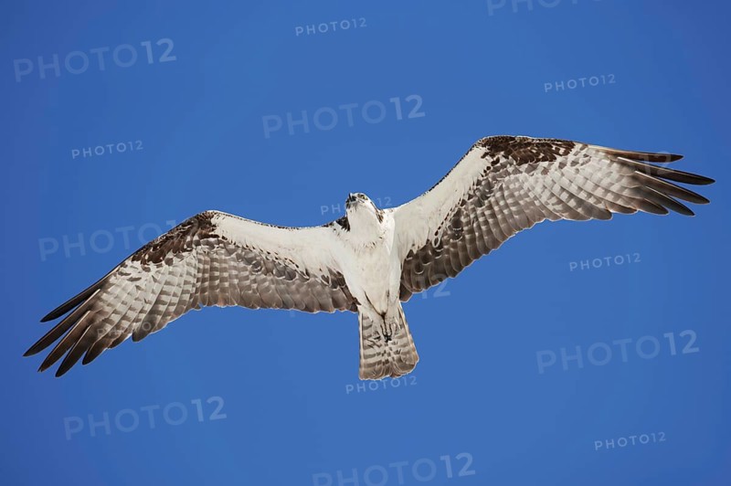Western osprey (Pandion haliaetus) in flight, Everglades National Park, Florida, USA