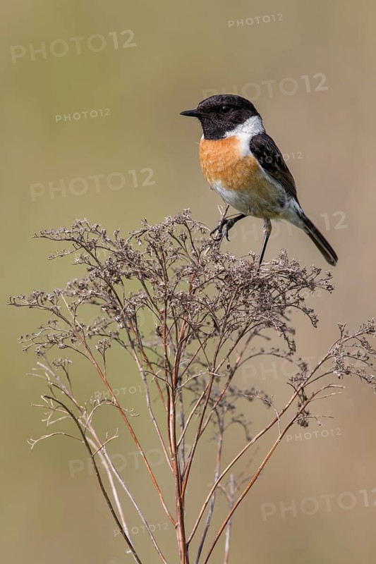 European Stonechat (Saxicola rubicola) male perched on a branch, Poland