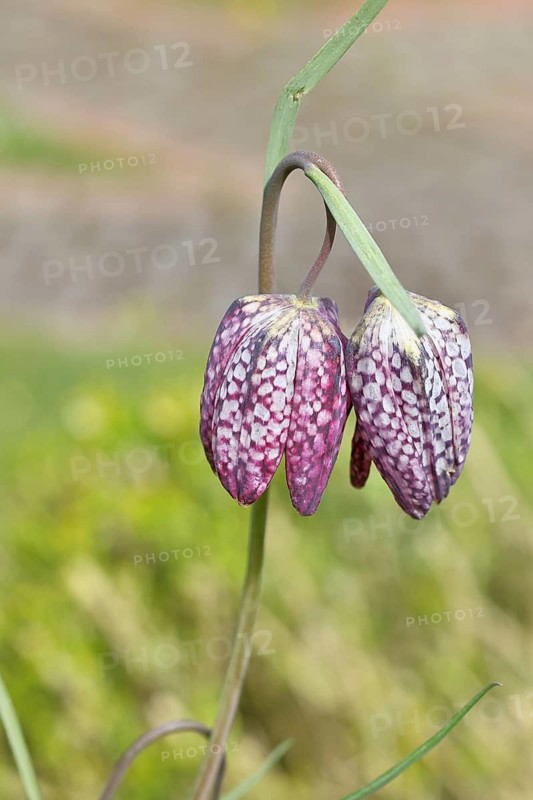 Snake's Head Fritillary (Fritillaria meleagris), single flower in a meadow, close-up, inflorescence, early bloomer, spring, Wilnsdorf, North Rhine-Westphalia, Germany