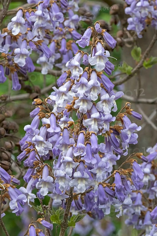 Chinese bluebell tree (Paulownia tomentosa), Germany