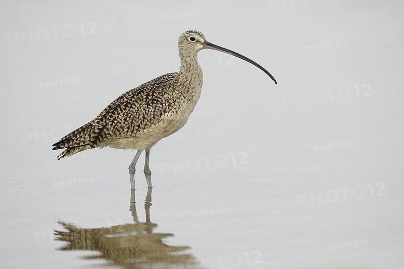 Long-billed Curlew (Numenius americanus), Florida, USA