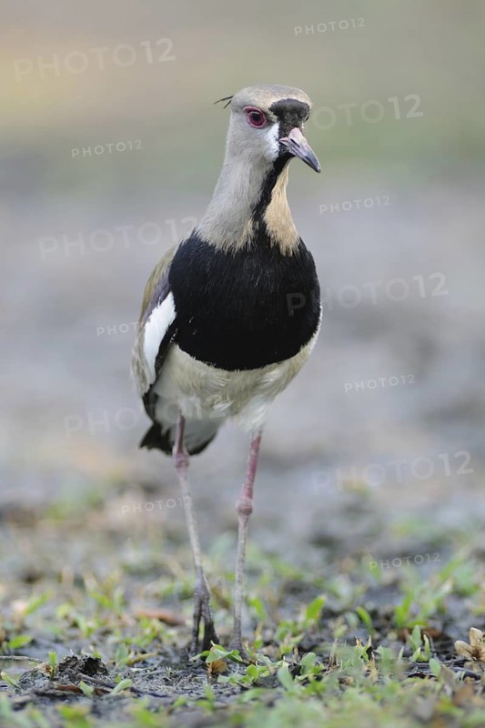 Southern Lapwing (Vanellus chilensis), Pantanal, Brazil