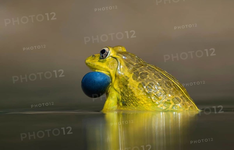 Indian bullfrog (Hoplobatrachus tigerinus) with inflated blue vocal sac, sreepur, Gazipur, bangladesh