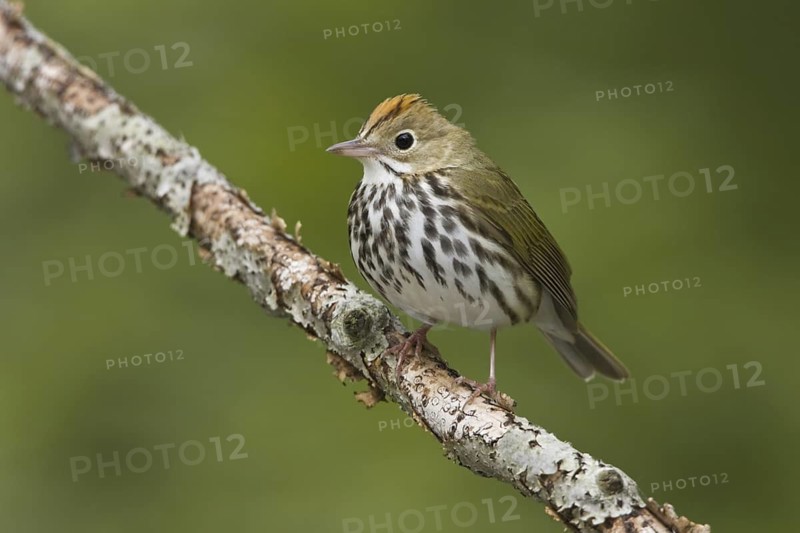 Ovenbird (Seiurus aurocapilla), Ontario, Canada
