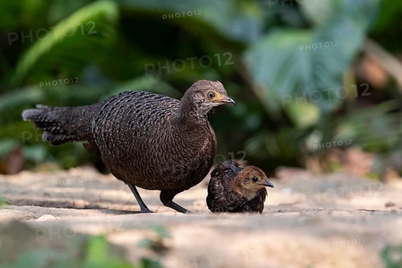 Grey Peacock-Pheasant (Polyplectron bicalcaratum) female foraging with chick, Yunnan, China