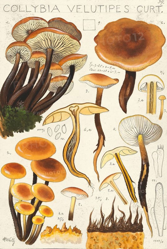 Mushroom, fungi, Golden needle mushroom, Flammulina velutipes, Syn. Collybia velutipes, authentic reproduction of an illustration by Hans Walty (1868-1948) from about 1915, historical