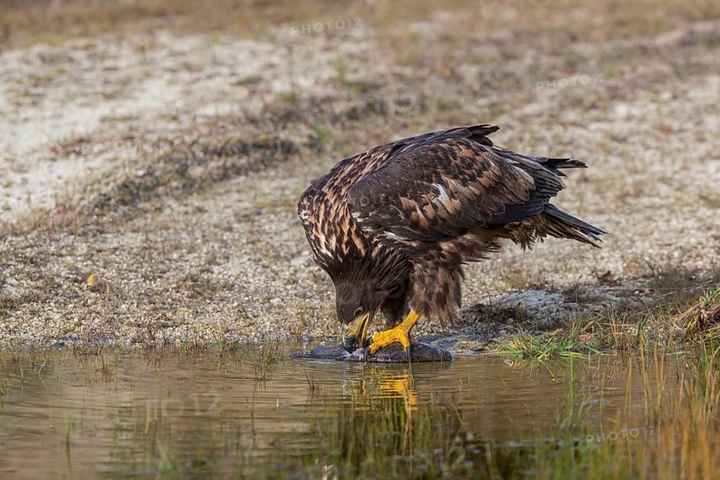 One white-tailed eagle (Haliaeetus albicilla) sitting lakeshore in early light, feeding on a common carp.Full reflection of the bird in the water