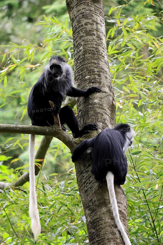 White-bearded snub-nosed monkey (Colobus polykomos), adult, two, sitting, climbing, on tree, foraging, vigilant
