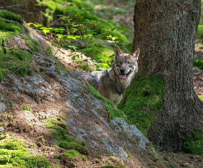 Wolf (Canis lupus) stands in the forest next to large rocks and looks attentively, Germany