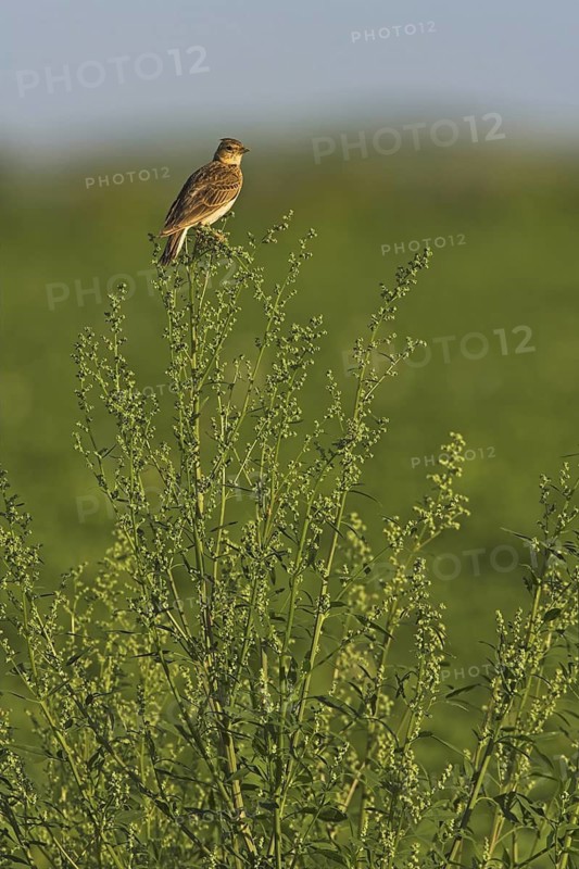 Eurasian Skylark (Alauda arvensis), Rhineland-Palatinate, Germany