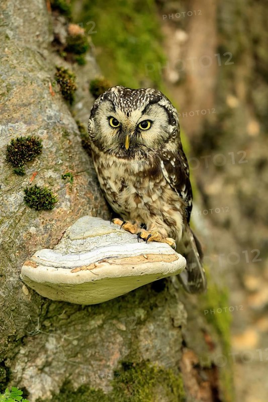 Great Horned Owl (Aegolius funereus), Great Horned Owl, adult, on tree, perch, watchful, in summer, Šumava, Czech Republic
