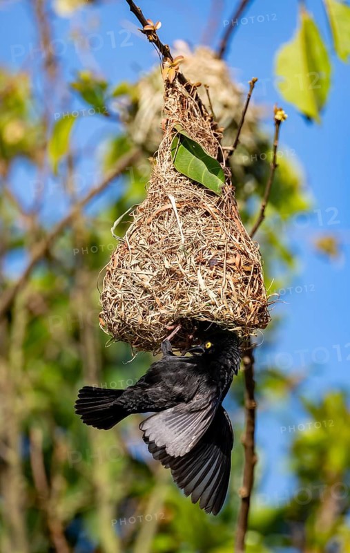 Vieillot's weaver (Ploceus nigerrimus) at the nest, Uganda