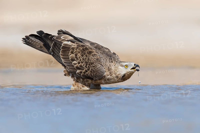 European Honey Buzzard (Pernis apivorus) drinking, Eilat, Israel