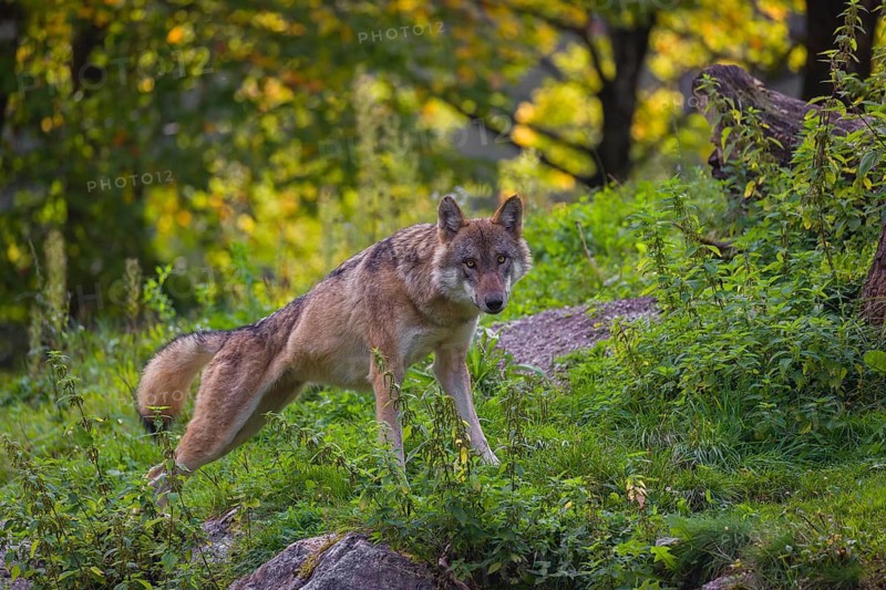 A Eurasian gray wolf (Canis lupus lupus) stands on a rock in hilly terrain in green vegetation and stretches out