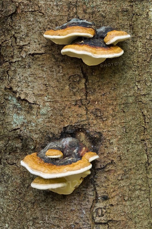 Late fall polypore, resinous polypore, benzoin bracket (Ischnoderma resinosum) on tree trunk