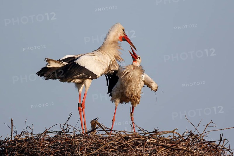 White Stork (Ciconia ciconia) pair at nest, North Rhine-Westphalia, Germany