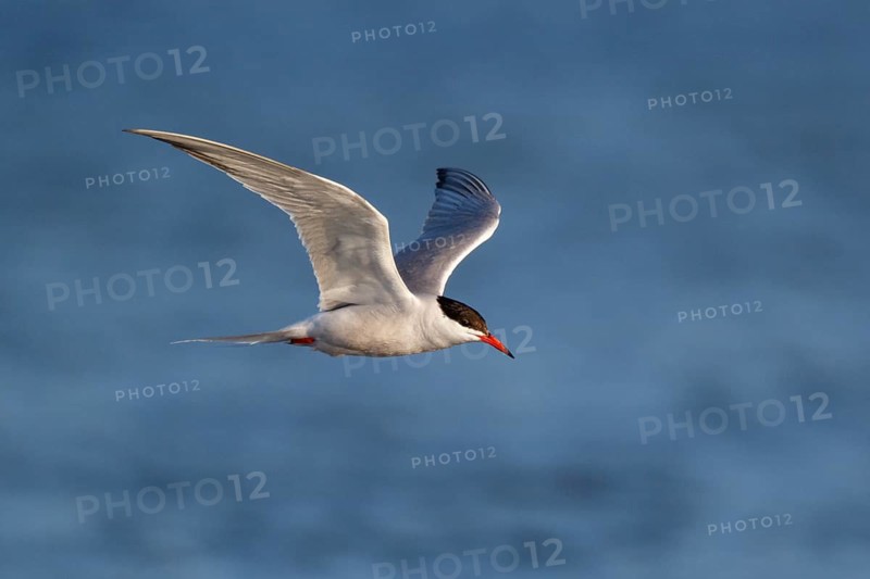 Common Tern (Sterna hirundo) flying, Lesvos, Greece