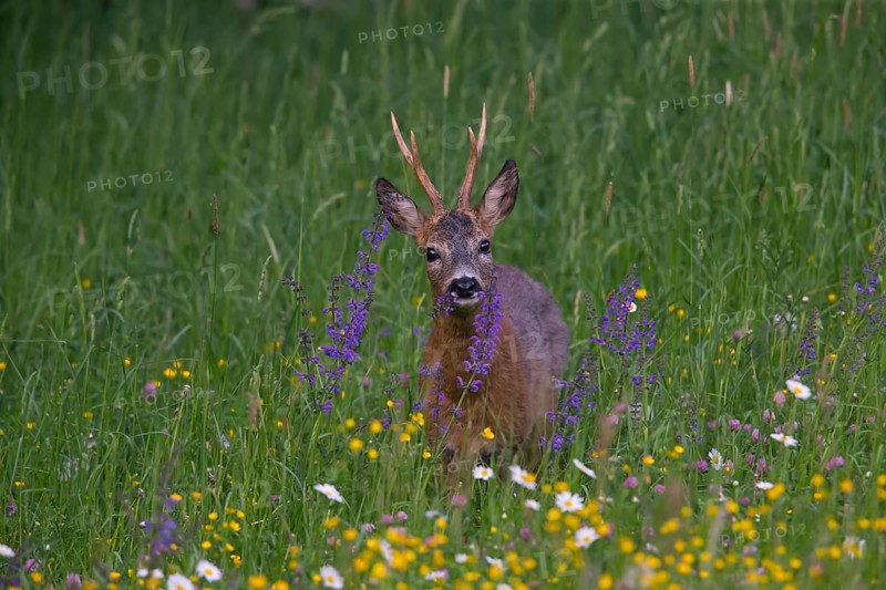 Roe deer (Capreolus capreoöus) Buck Germany