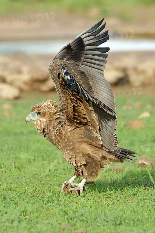 Savanne arend met vleugels omhoog, Tawny Eagle with wings high