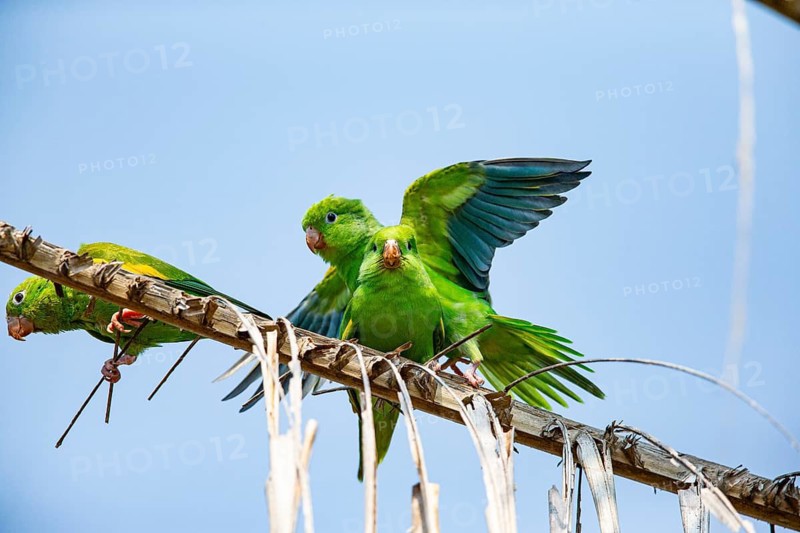 Yellow-winged Parakeet (Brotogeris chiriri) Pantanal Brazil