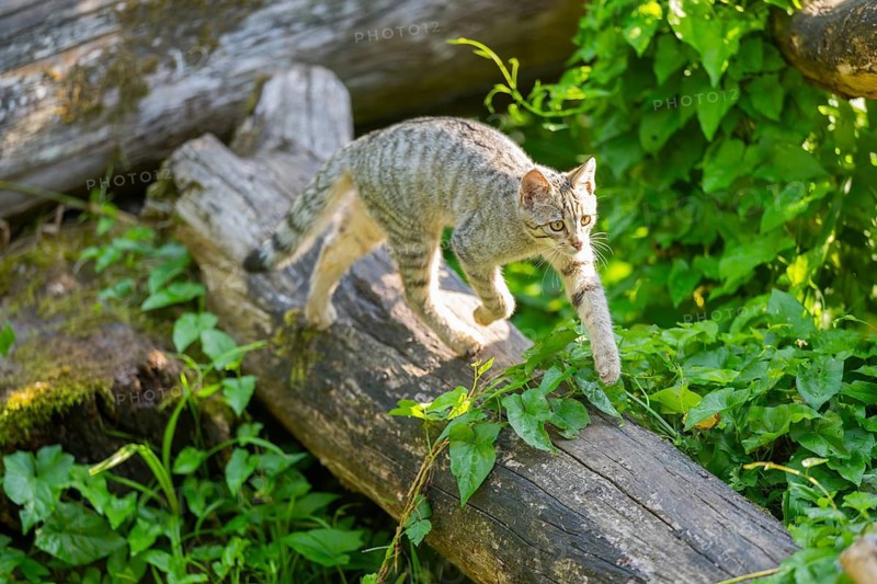European wildcat (Felis silvestris silvestris) on an old tree trunk, Hesse, Germany