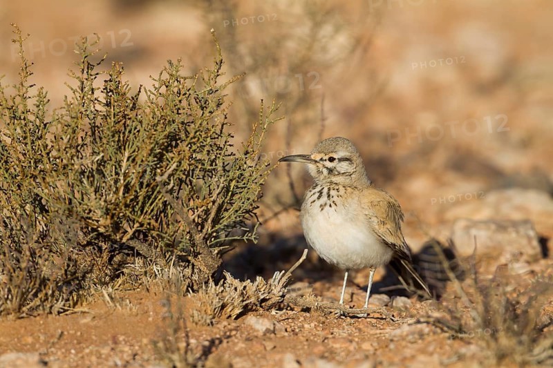 Greater Hoopoe Lark - Wüstenläuferlerche - Alaemon alaudipes ssp. alaudipes, Morocco