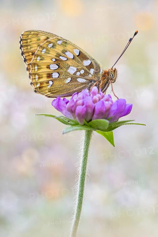 Der Große Perlmutterfalter (Speyeria aglaja)
