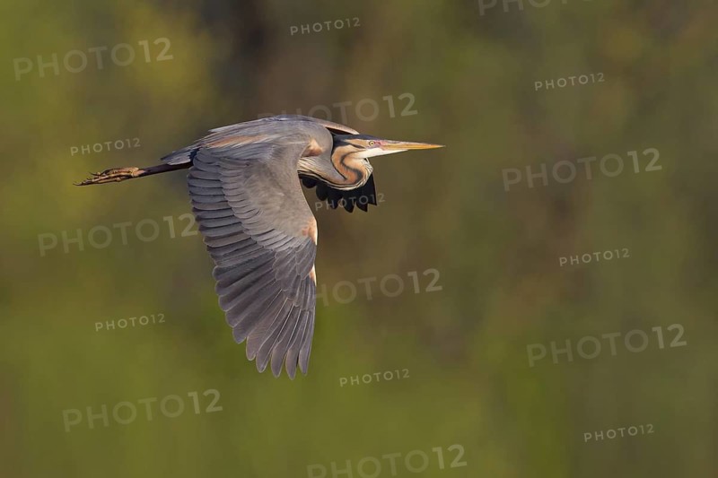Purple Heron (Ardea purpurea) flying, Baden-Wuerttemberg, Germany