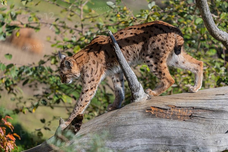 One Eurasian lynx, (Lynx lynx), walking down a fallen tree. Side view with green vegetation in the background