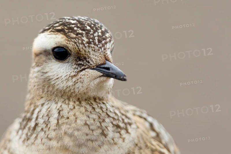 Eurasian Dotterel (Charadrius morinellus), Asturias, Spain