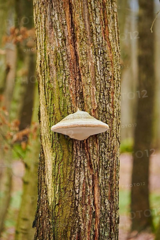 Tinder fungus (Fomes fomentarius) growing an a tree trunk, Forest, Slovakia