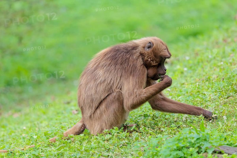 A female Gelada (Theropithecus gelada), or bleeding-heart monkey sits in a green meadow and collects food