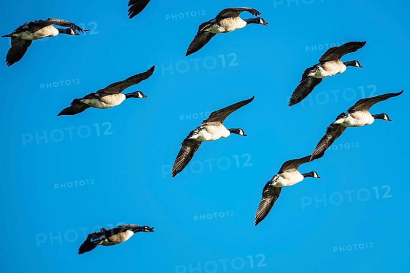 Canada Goose, Branta Canadensis, birds in flight over marshes